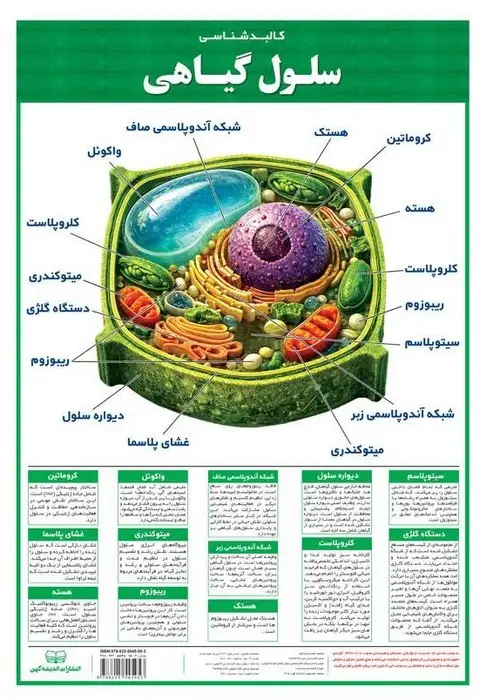 جلد کتاب پوستر وایت بردی کالبد شناسی سلول گیاهی