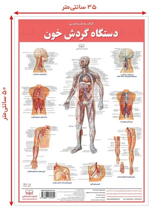 جلد کتاب پوستر کالبد شناسی دستگاه گردش خون 50*35 (گلاسه،باجعبه)