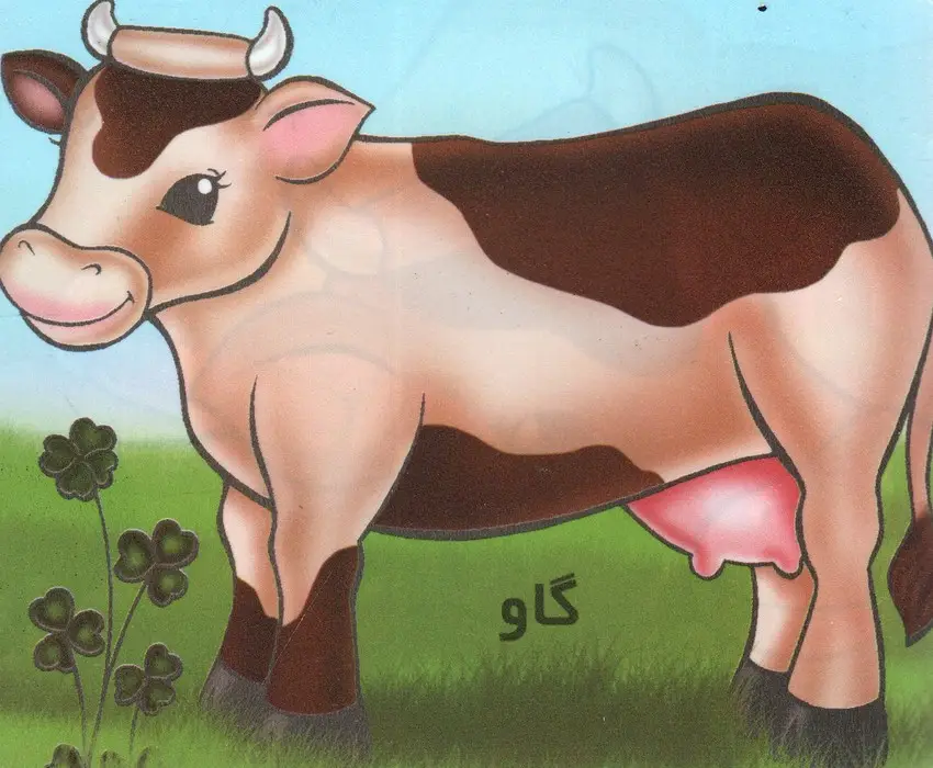 جلد کتاب گاو (گلاسه)