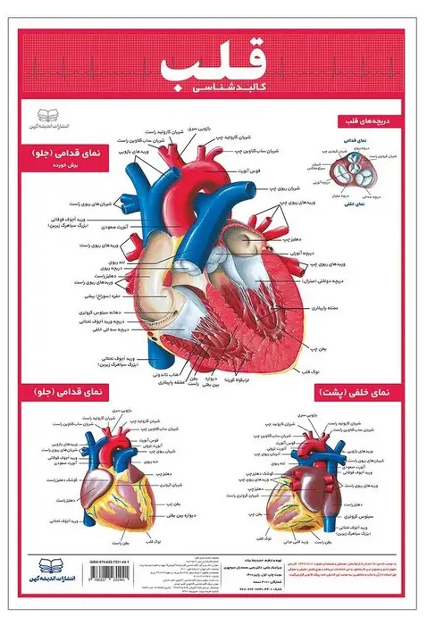 جلد کتاب پوستر کالبد شناسی قلب 50*35 (گلاسه،باجعبه)