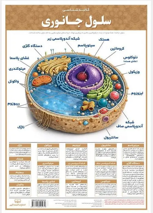 جلد کتاب پوستر وایت بردی سلول جانوری (42*30)