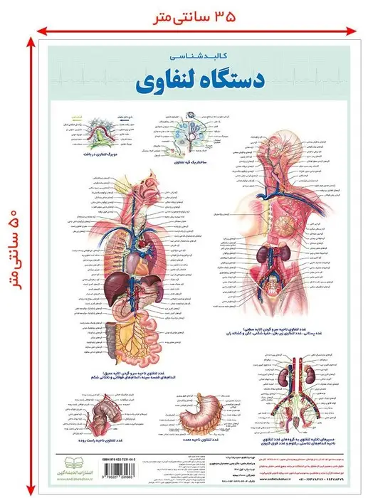 جلد کتاب پوستر کالبد شناسی دستگاه لنفاوی 50*35 (گلاسه،باجعبه)