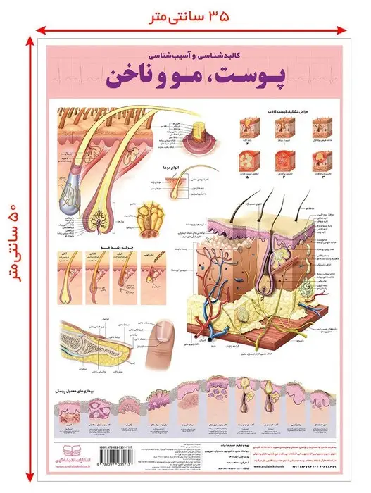 جلد کتاب پوستر کالبد شناسی و آسیب شناسی50 پوست،مو و ناخن 50*35 (گلاسه،باجعبه)