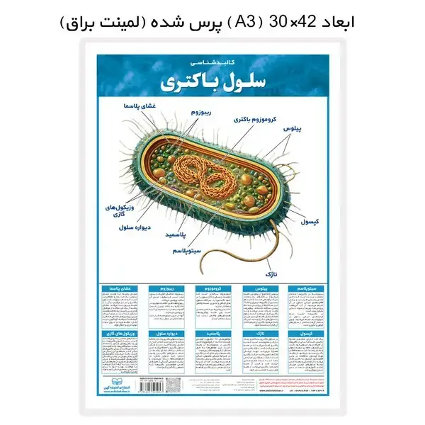 جلد کتاب کالبدشناسی (سلول‌باکتری،لمینت)