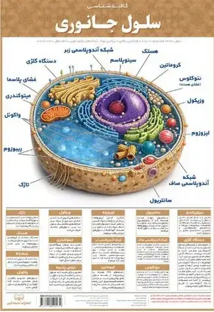 جلد کتاب کالبد شناسی سلول جانوری A3