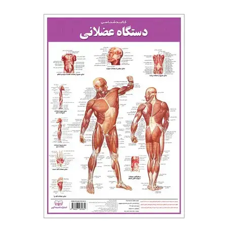 جلد کتاب کالبد شناسی عضلانی 35*50
