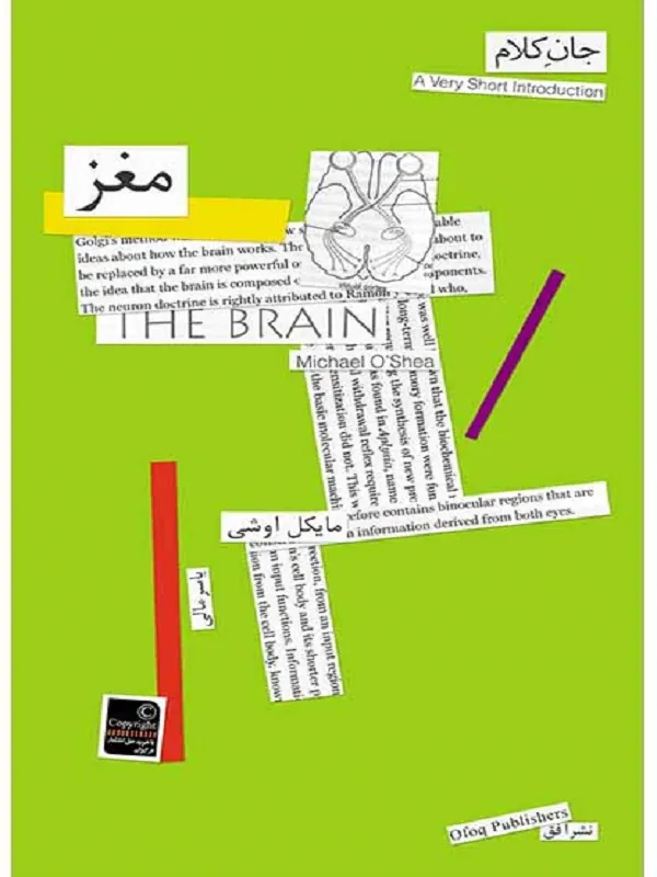 مغز