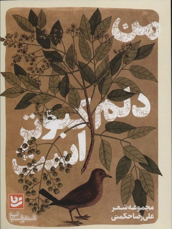 من دلم کبوتر است